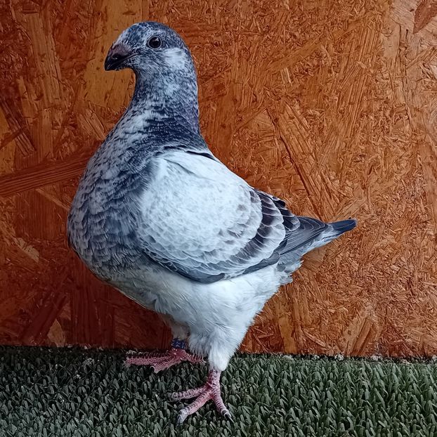  - AMERICAN GIANT HOMER