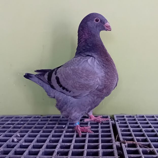  - AMERICAN GIANT HOMER