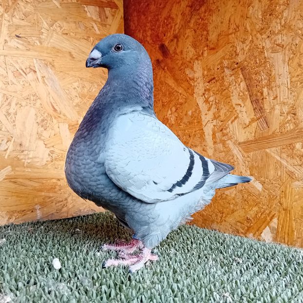  - AMERICAN GIANT HOMER