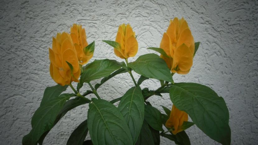 Pachystachys lutea...sa-ti infloreasca inima mereu,Clara! - 2024