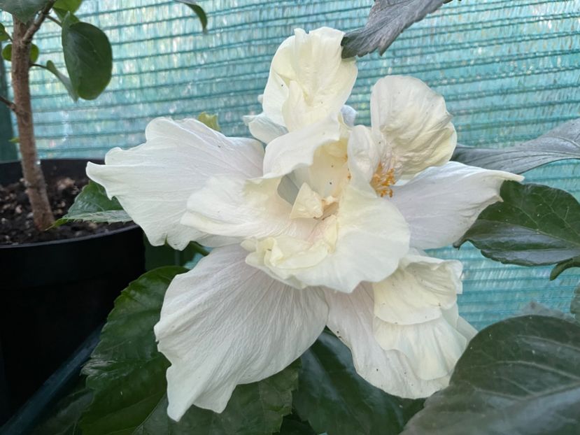  - Elephant Ear