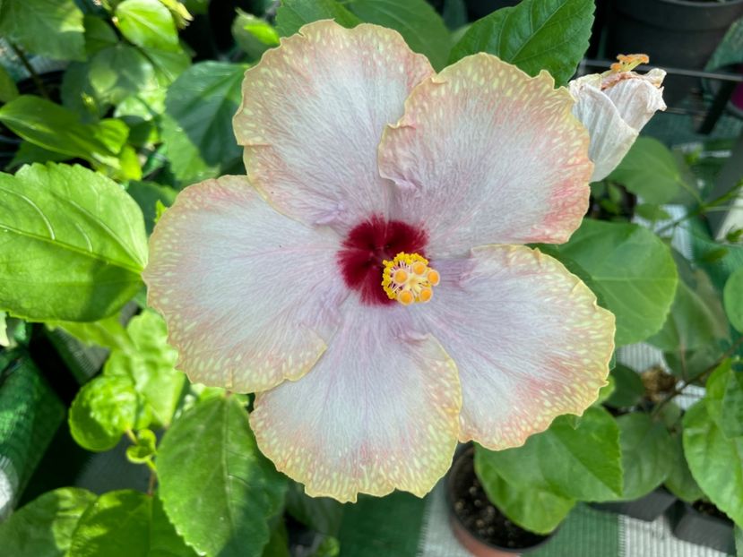  - 001 - Hibiscusi 2024 - 2