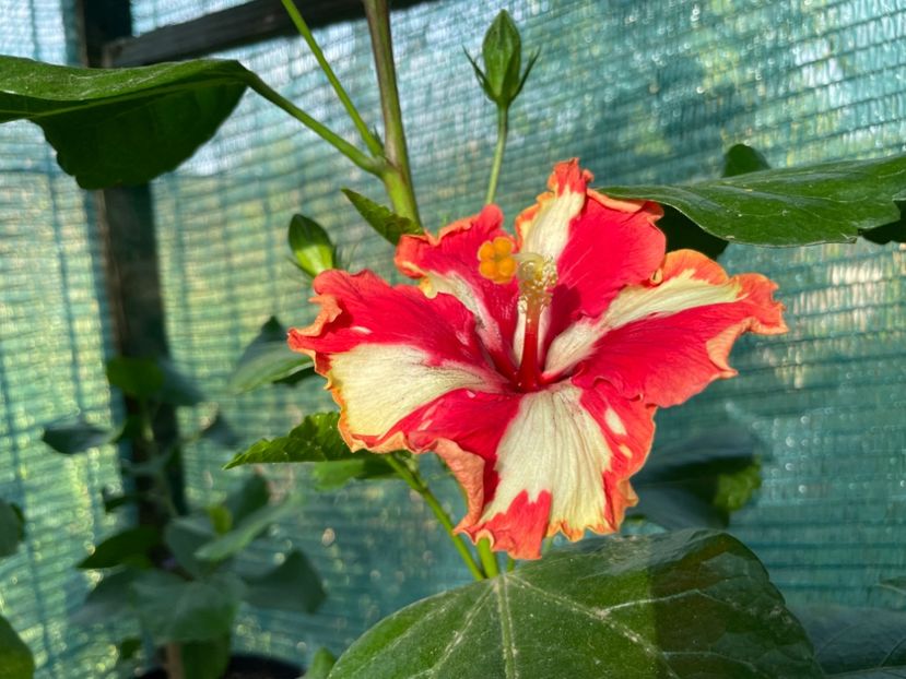  - 001 - Hibiscusi 2024 - 2