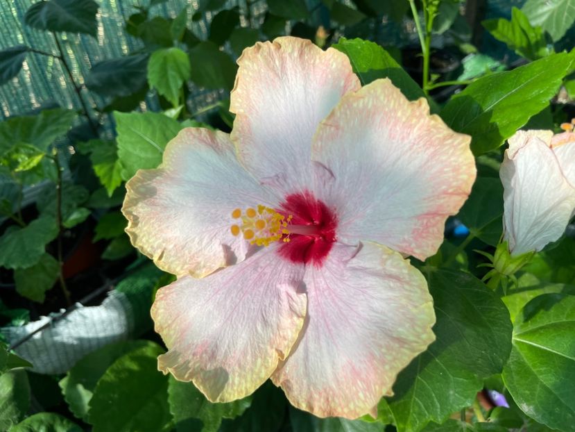  - 001 - Hibiscusi 2024 - 2