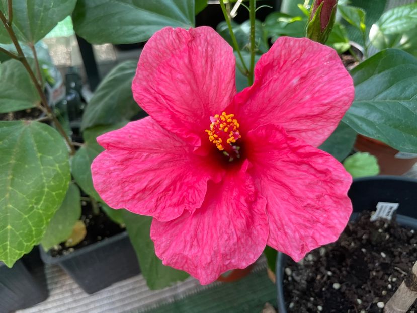  - 001 - Hibiscusi 2024 - 2