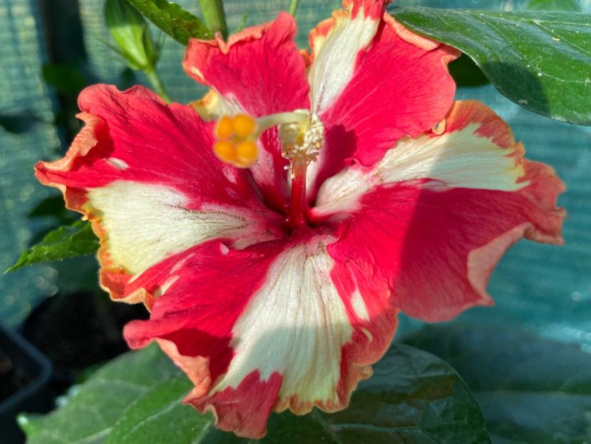  - 001 - Hibiscusi 2024 - 2