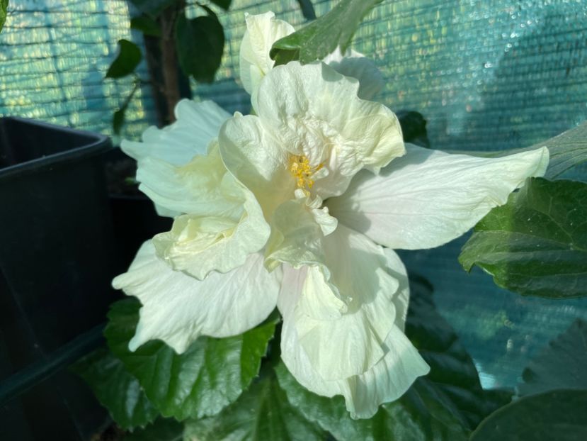  - 001 - Hibiscusi 2024 - 2