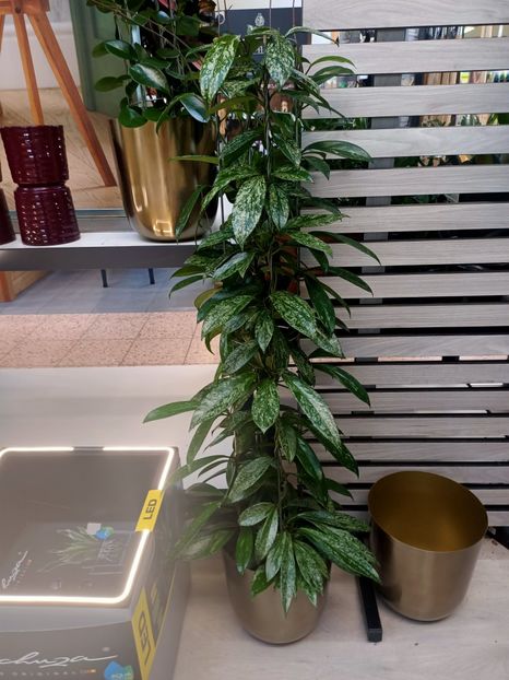 Img.2024.09.06 - Dresden