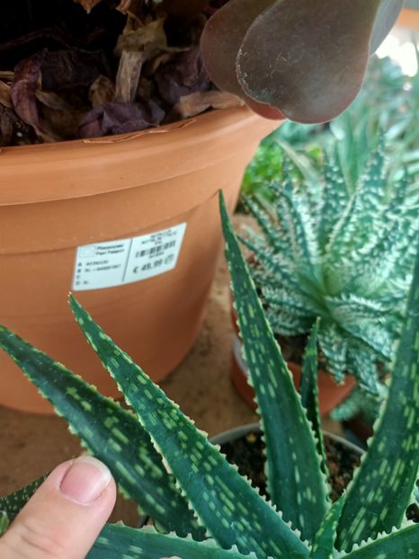 Img.2024.09.06 - Dresden