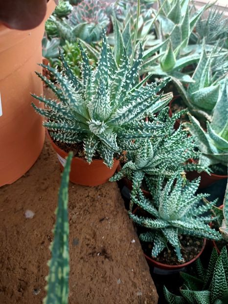 Img.2024.09.06 - Dresden