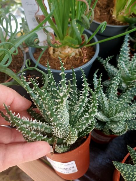 Img.2024.09.06 - Dresden