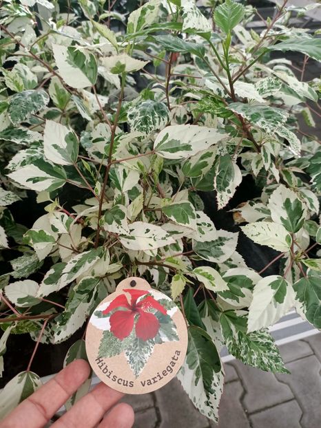 Img.2024.09.06 - Dresden