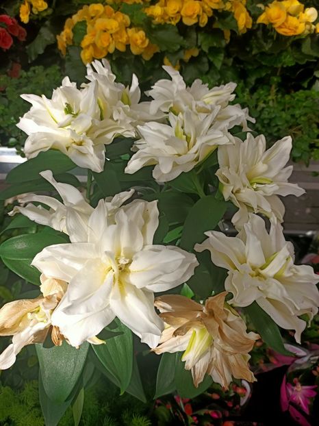 Img.2024.09.06 - Dresden