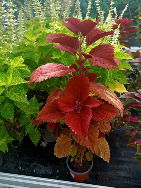 Img.2024.09.06 - Dresden