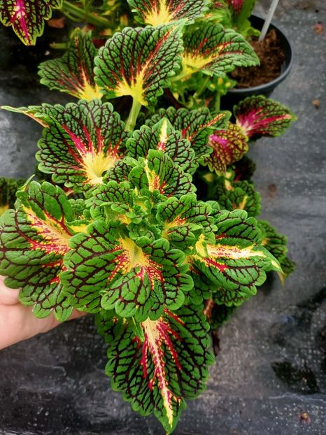 Img.2024.09.06 - Dresden