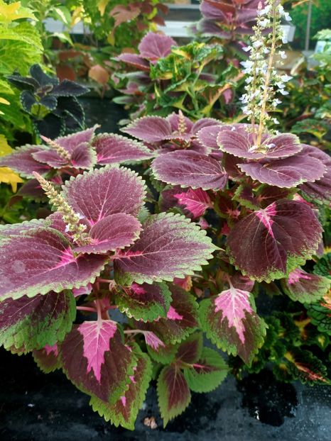 Img.2024.09.06 - Dresden