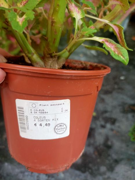 Img.2024.09.06 - Dresden