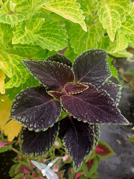 Img.2024.09.06 - Dresden