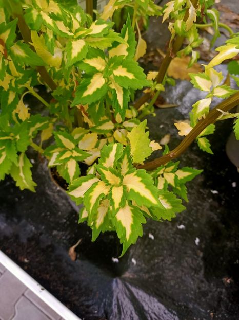 Img.2024.09.06 - Dresden