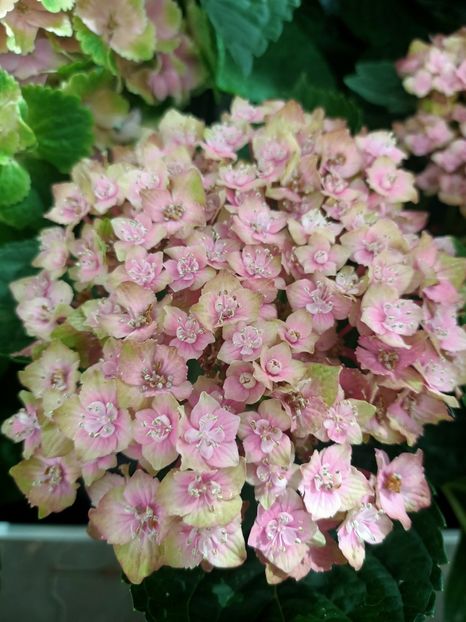 Img.2024.09.06 - Dresden