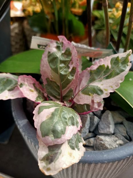 Img.2024.09.06 - Dresden