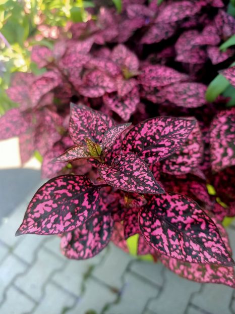 Img.2024.09.06 - Dresden