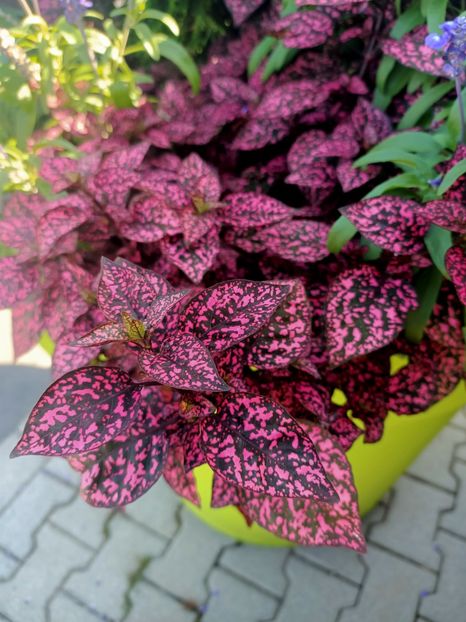 Img.2024.09.06 - Dresden