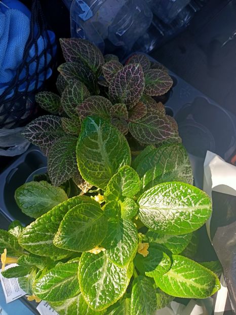 Img.2024.09.06 - Dresden