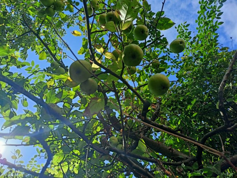 Golden Delicious - Grădina 2024 continuare 4
