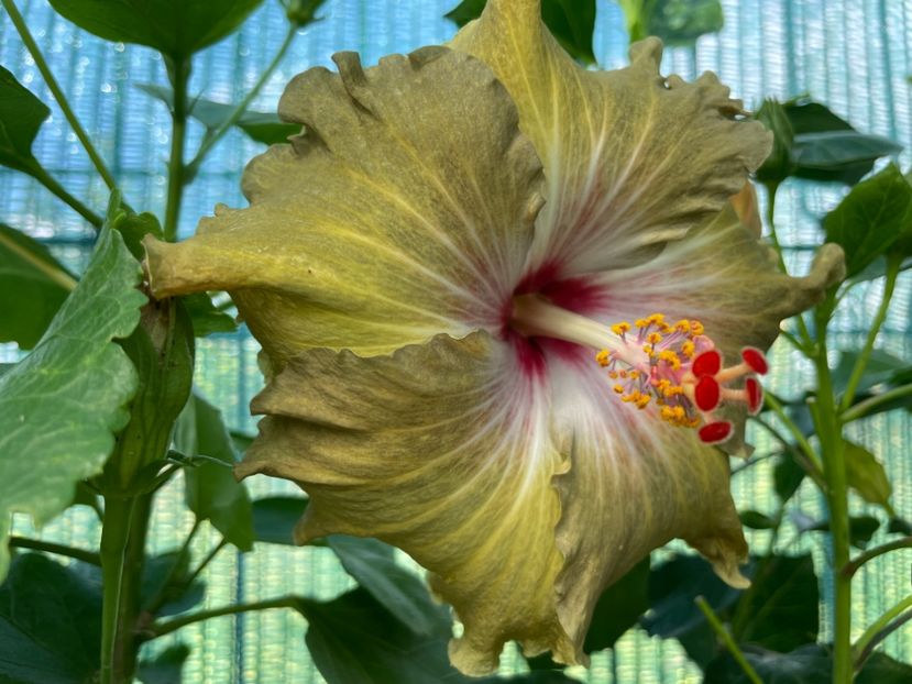  - Moorea Green Gold Pearl