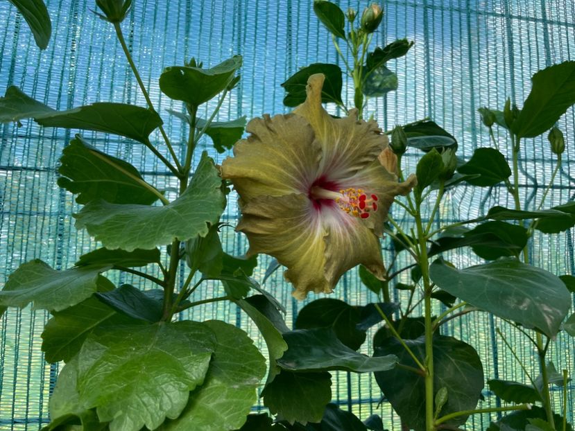  - Moorea Green Gold Pearl