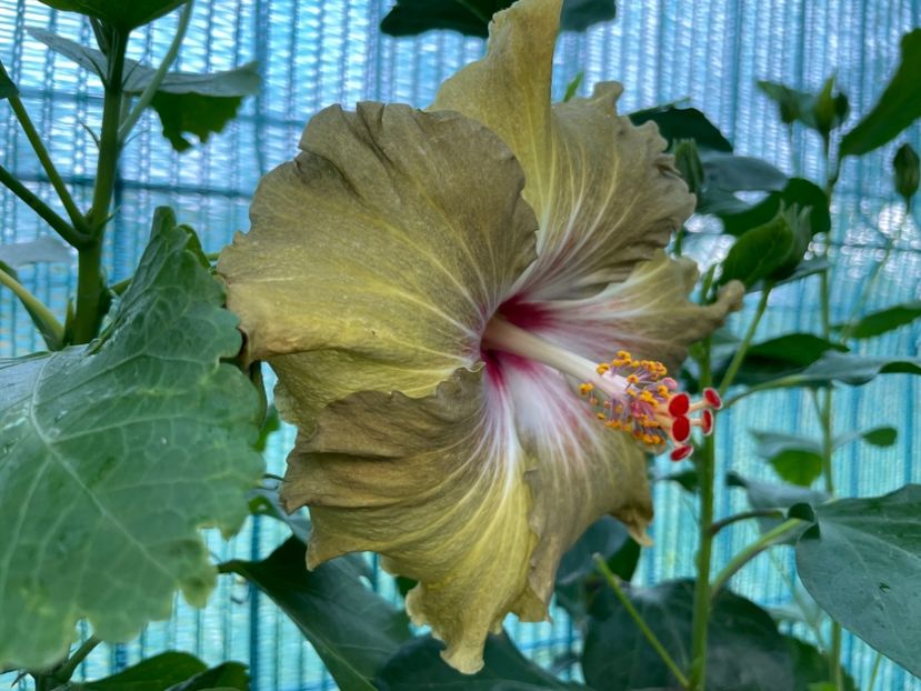  - Moorea Green Gold Pearl