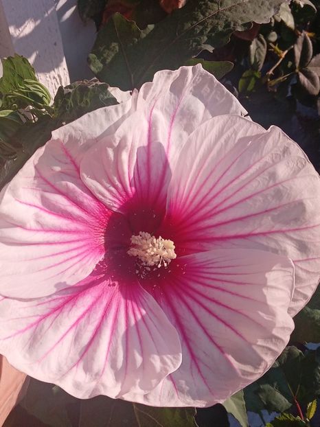  - Hibiscus Moscheutos