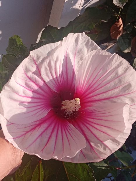  - Hibiscus Moscheutos