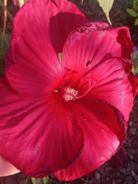  - Hibiscus Moscheutos