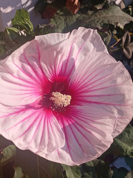  - Hibiscus Moscheutos