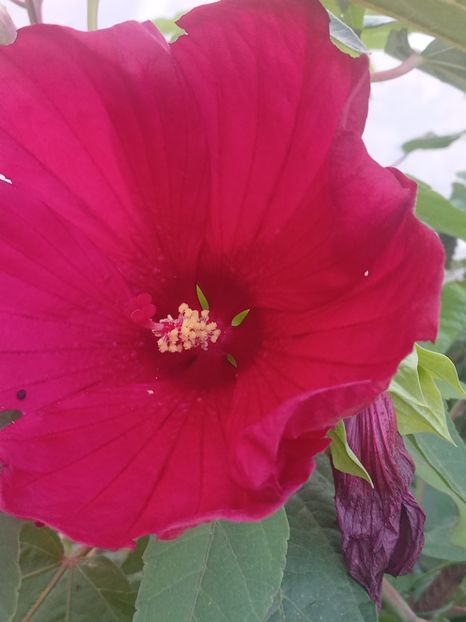  - Hibiscus Moscheutos