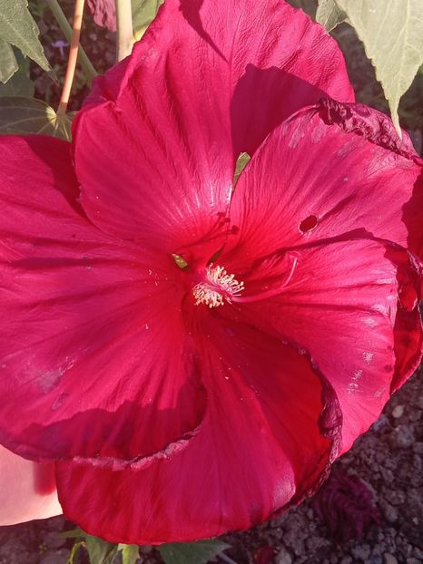  - Hibiscus Moscheutos
