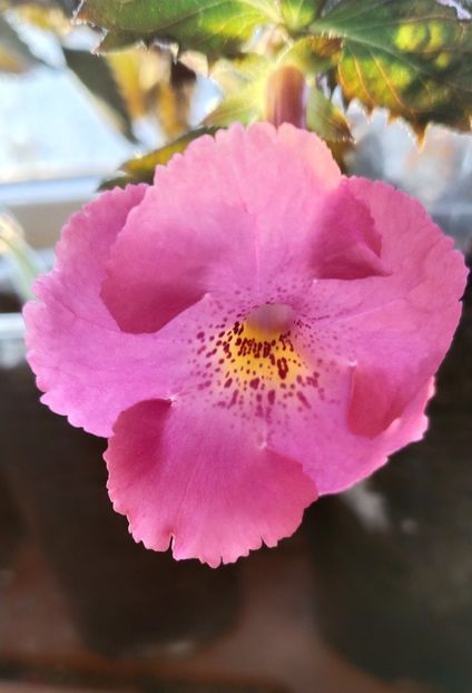  - 2024-BriD s Pink Lily