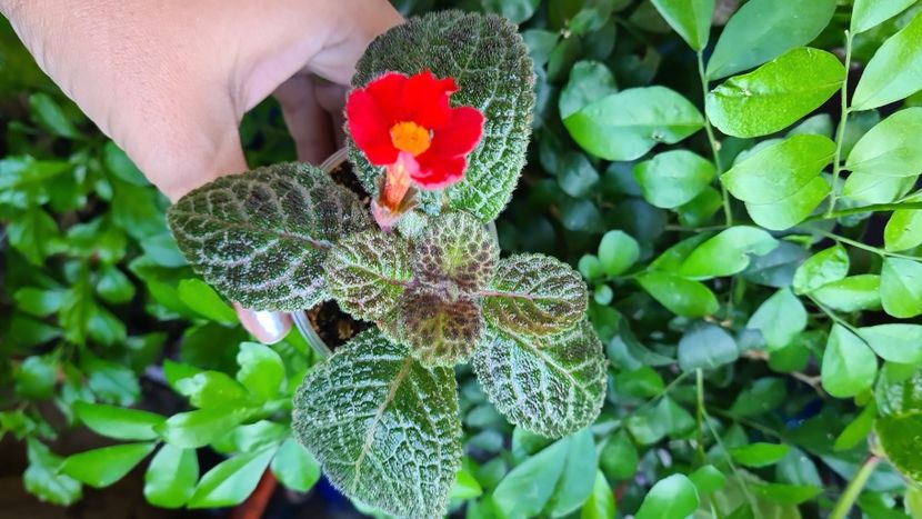 IMG-20240905-WA0000 - Cupreata