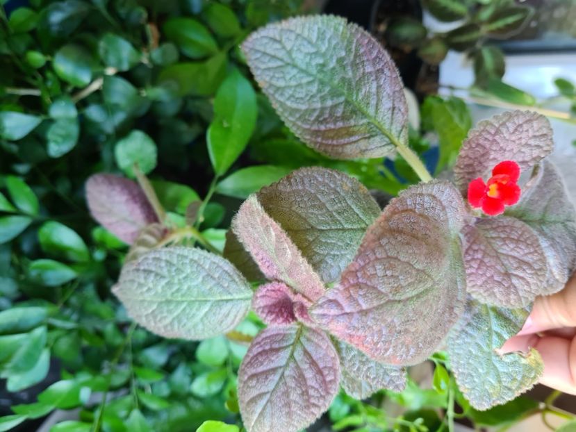  - Posibil Shimmering Silver