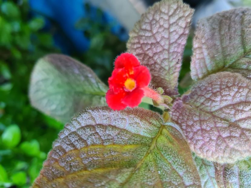  - Posibil Shimmering Silver