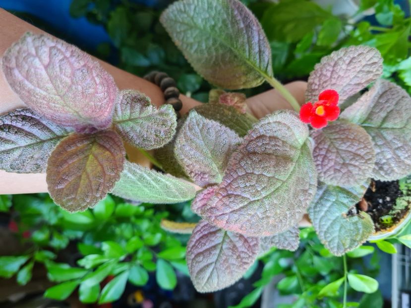  - Posibil Shimmering Silver