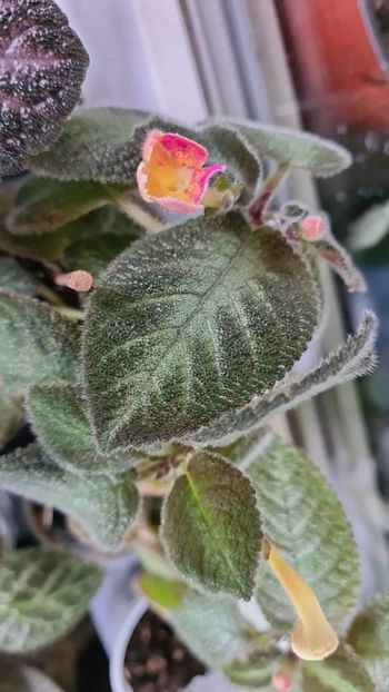  - Strange episcia posibil Dori s Golden Glitter