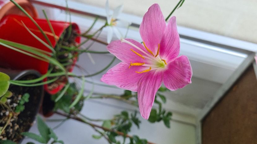 IMG-20240806-WA0000 - Zephirantes