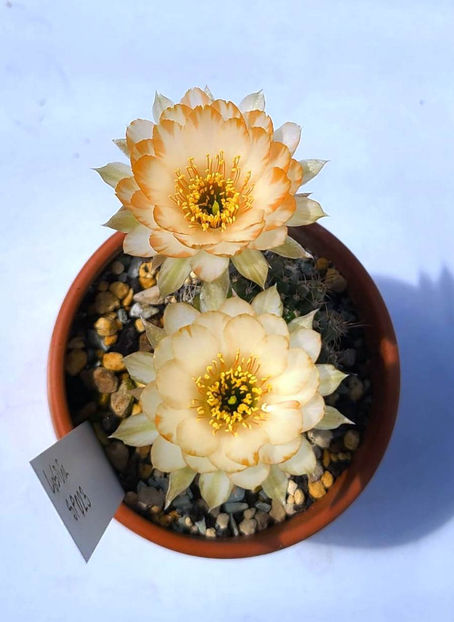 Lobivia hb SP023 - Lobivia hb SP023