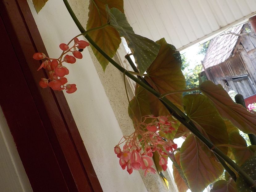  - begonia lucernae