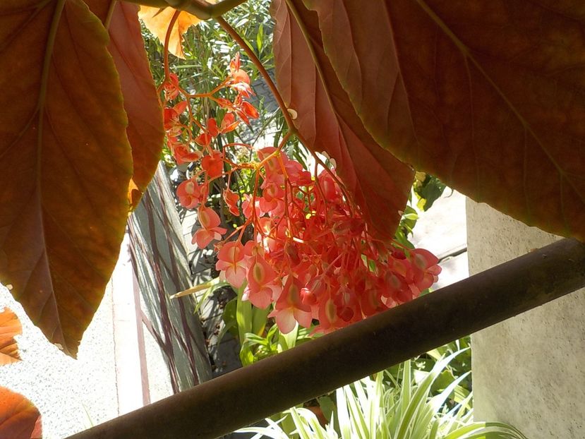  - begonia lucernae