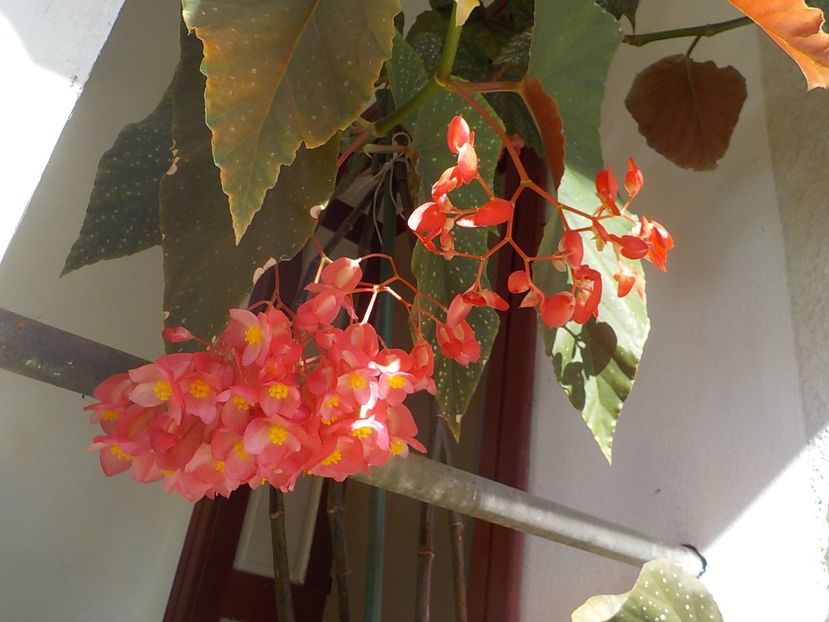  - begonia lucernae