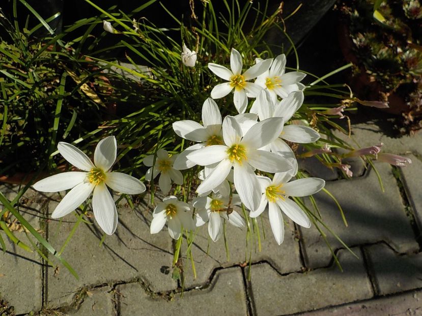 - zephiranthes